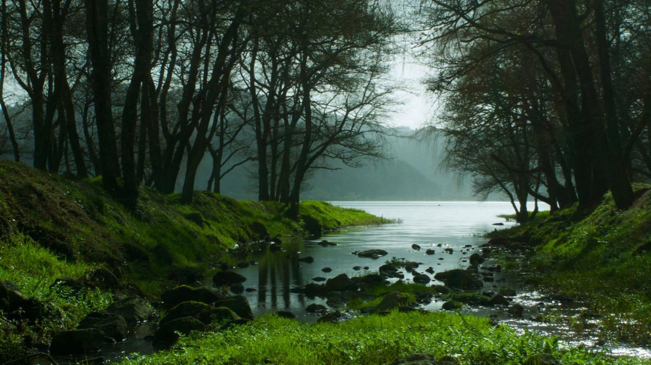A quiet stream flowing between mossy banks and trees towards a lake in the Azores